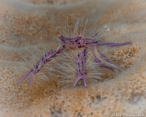 Hairy squat lobster by Elaine Wallace 
